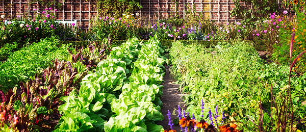 Kitchen Gardens A kitchen garden is a great addition for any cook, enabling you to obtain fresh herbs, vegetables and fruits when the season is right, and bring any dish to life. 
