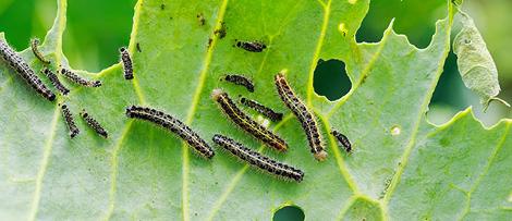 Caterpillars eating plants.