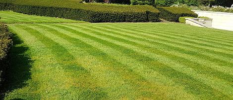 Neat lines on garden lawn: Healthier lawns with Gardens Revived